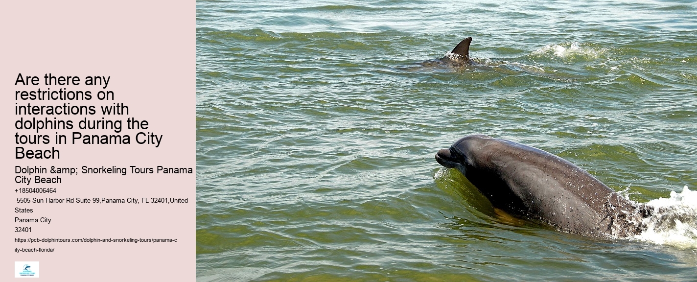 Guided dolphin tours in Panama City Beach