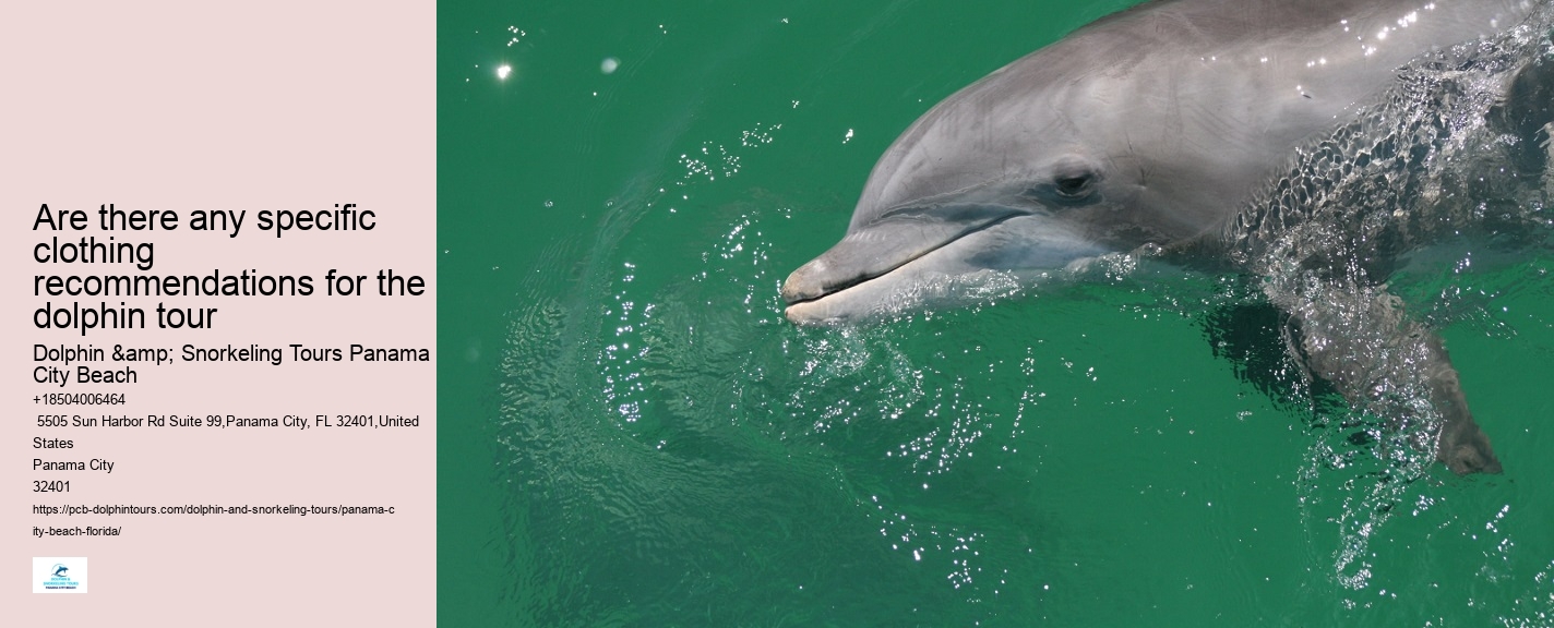 Panama City Beach dolphin sightseeing tours