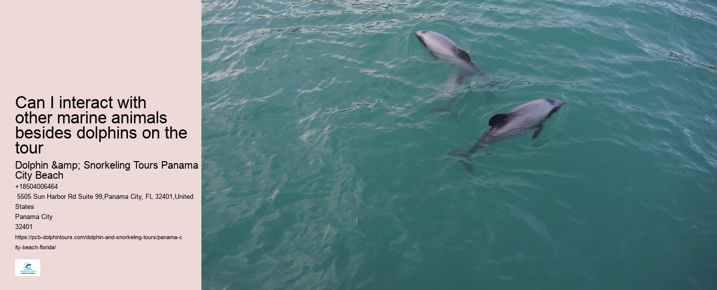 Tours to see dolphins in Panama City Beach