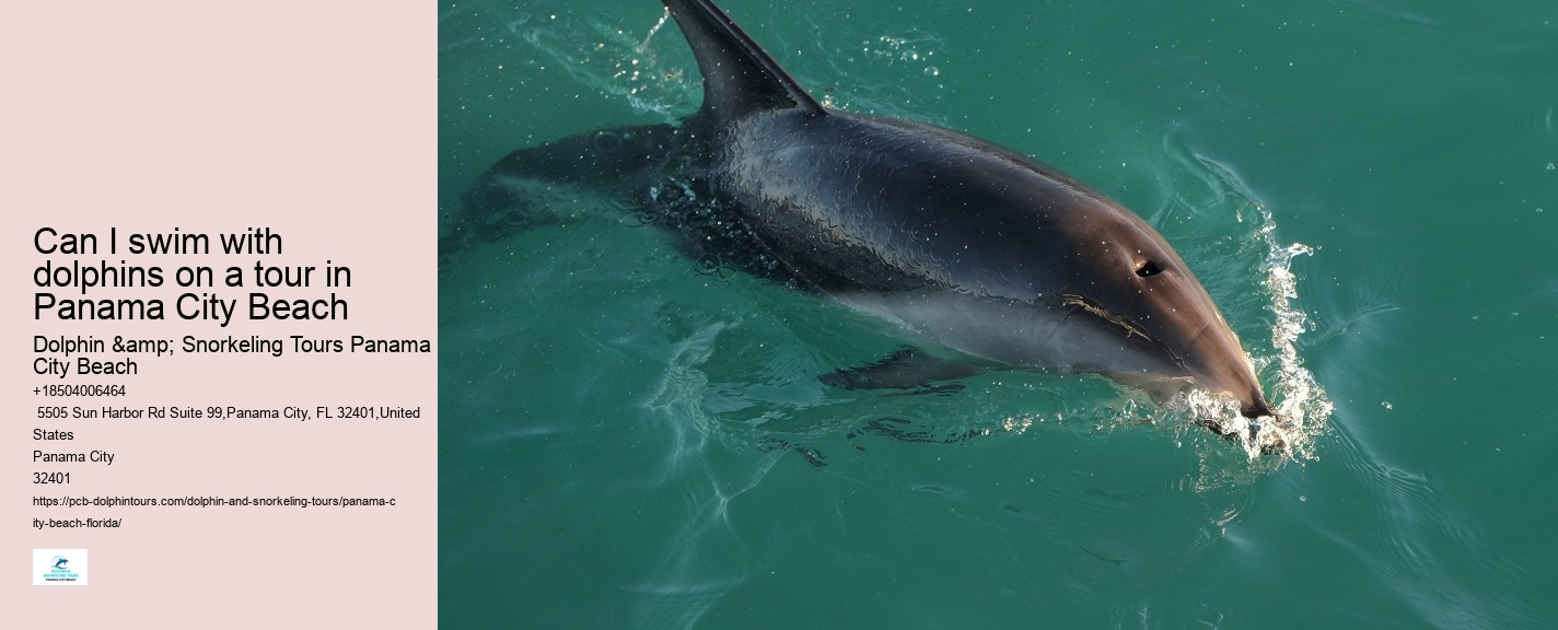 Dolphin Boat Tours PCB