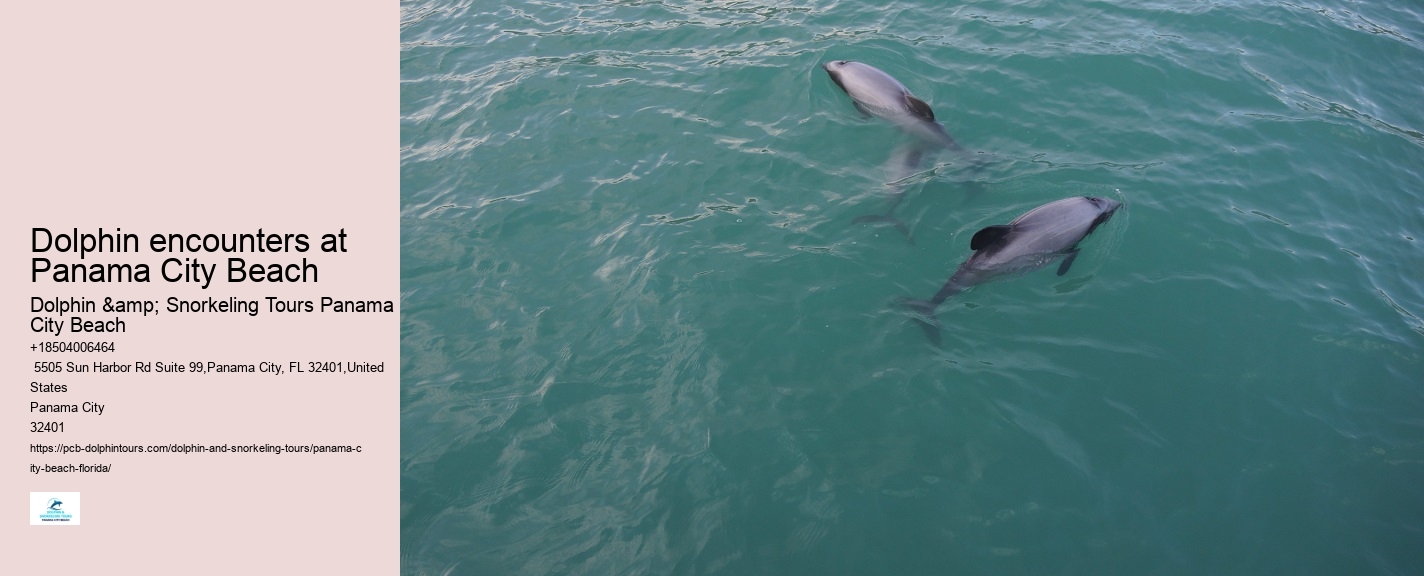 Dolphin Exploration Cruises in Panama City Beach