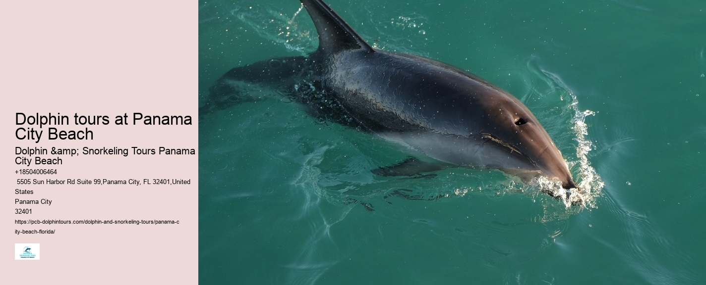 What is the best time of year to go on a dolphin tour in Panama City Beach