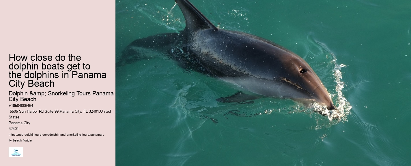 Dolphin & Whale Watching In Panama City Beach