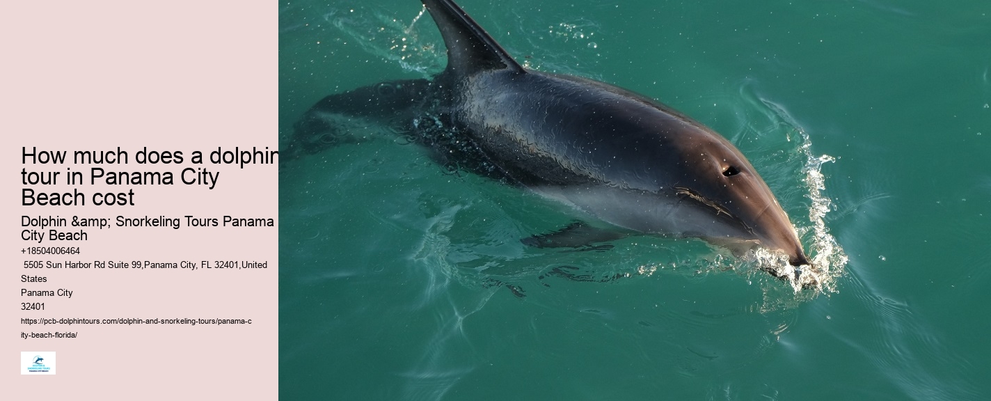 Panama City Beach Dolphin Jet Ski Tours