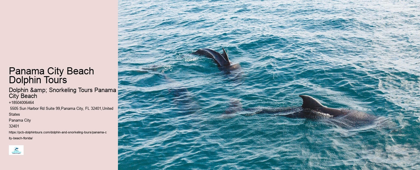 Best Panama City Beach Dolphin Tours