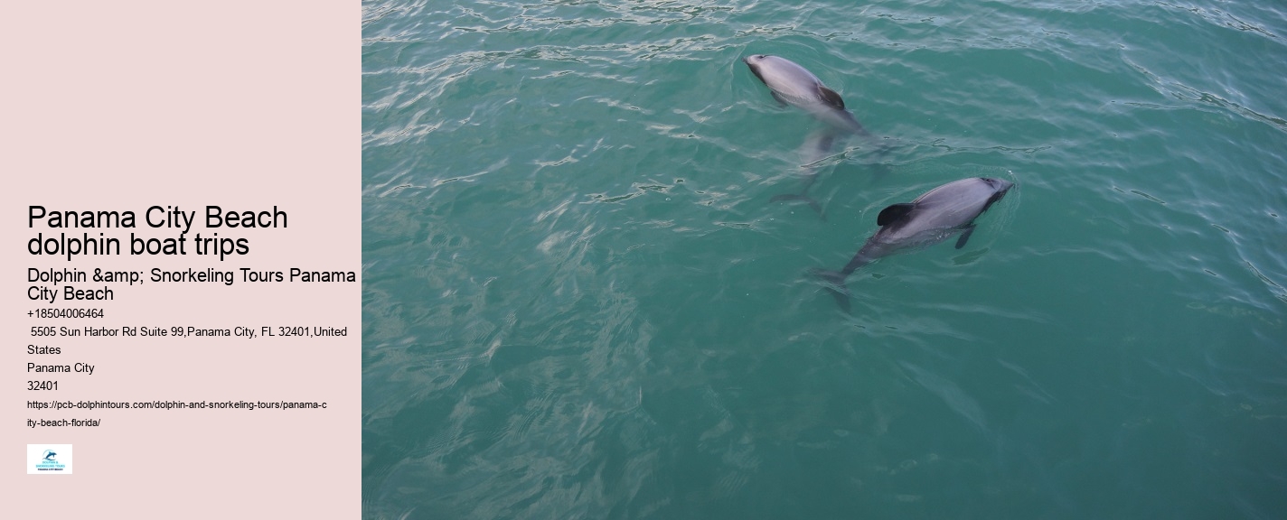 Panama City Beach Dolphin