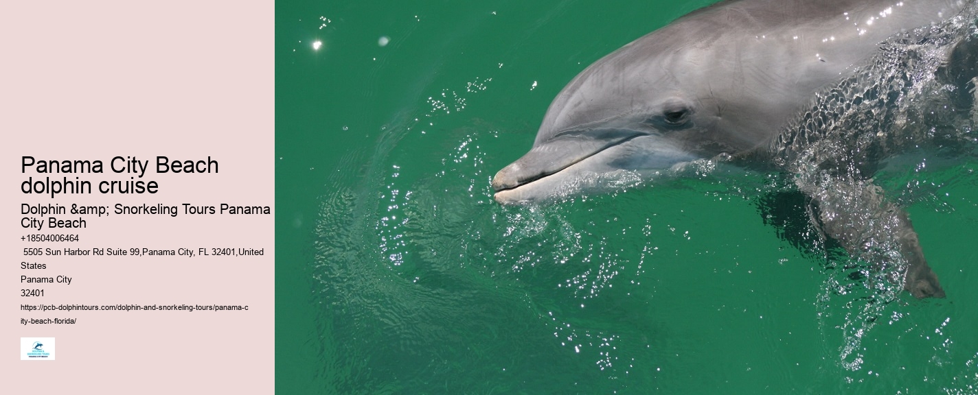 Tours to see dolphins in Panama City Beach