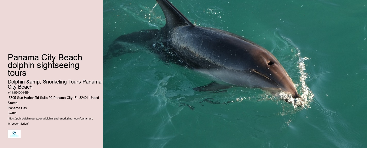 Panama City Beach Dolphin Boat Tour