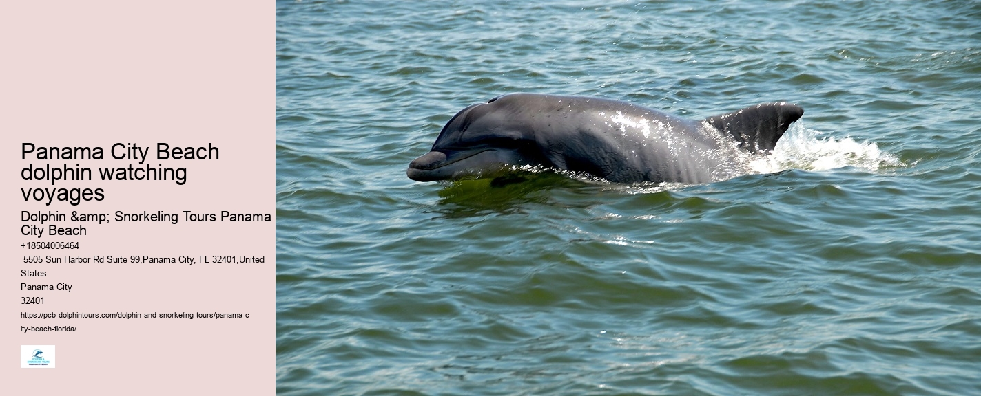 Where Can I See Wild Dolphins In Panama City Beach