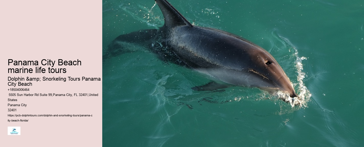 Panama City Beach marine life tours