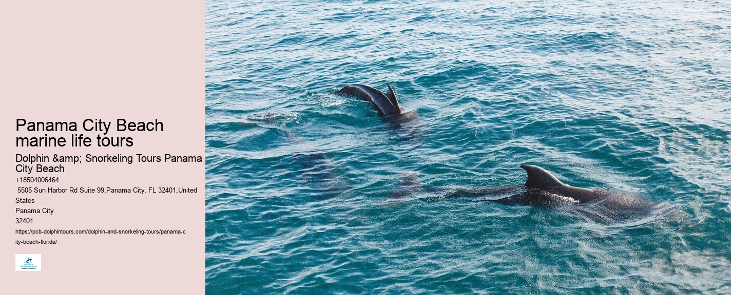 Dolphin Sightseeing