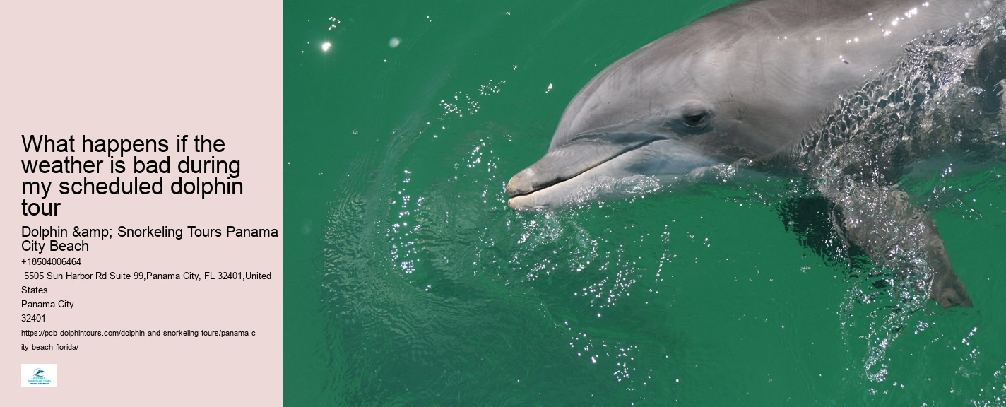 Dolphin watching excursions at Panama City Beach