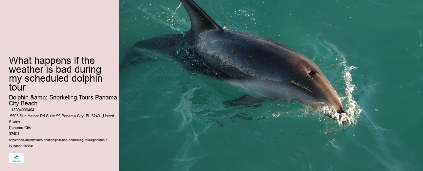 Panama City Dolphin Seafari Tours Panama City Beach Fl