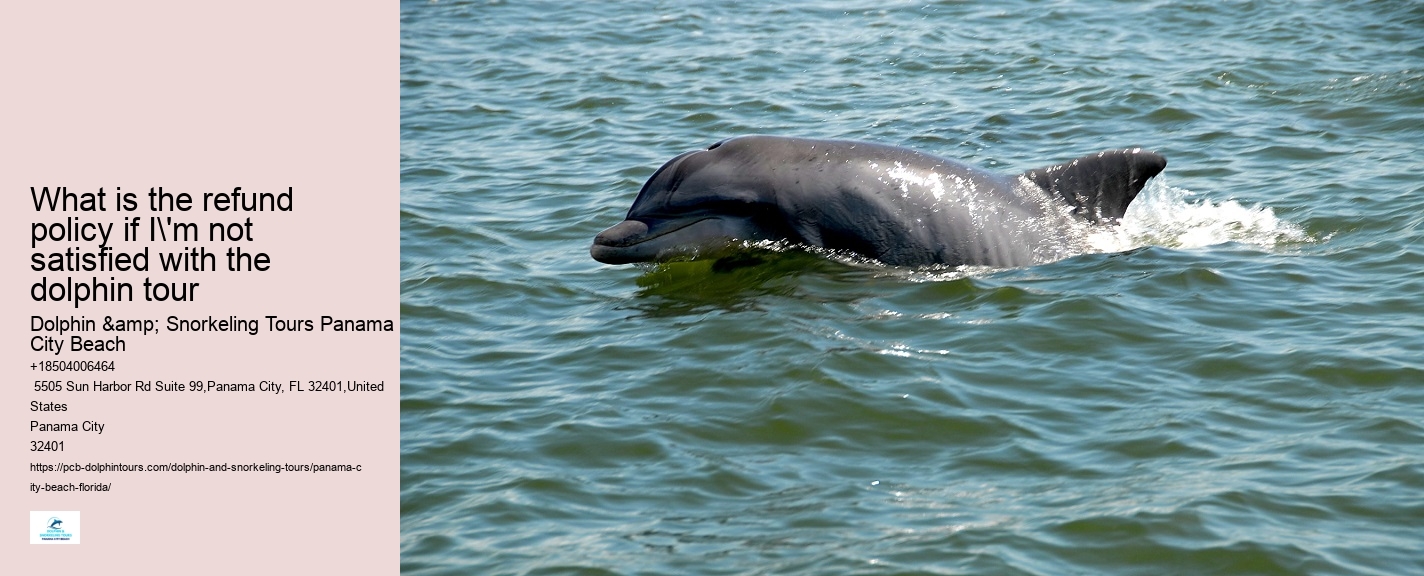 Best Places To See Wild Dolphins