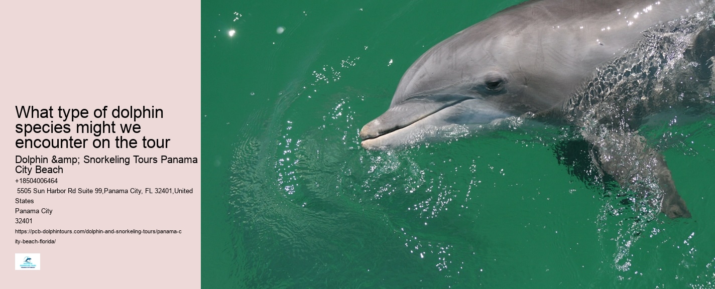 Dolphin Boat Tours Panama City Beach Fl