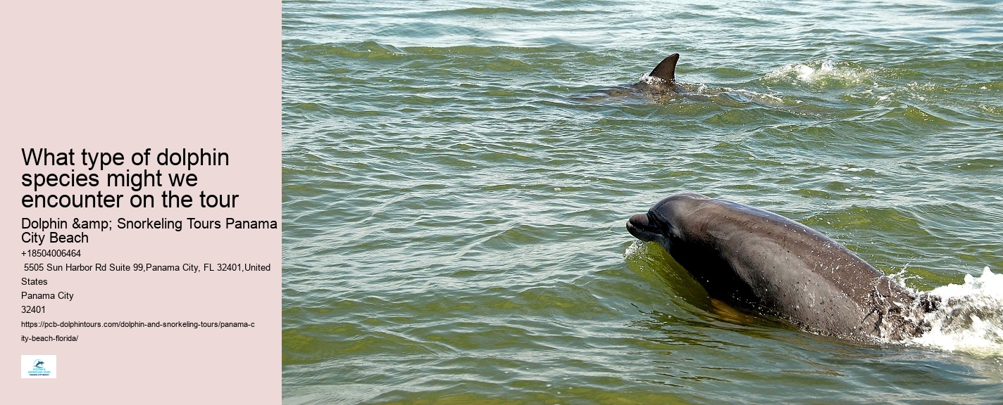 Shell Island Dolphin Tours Panama City Beach Fl